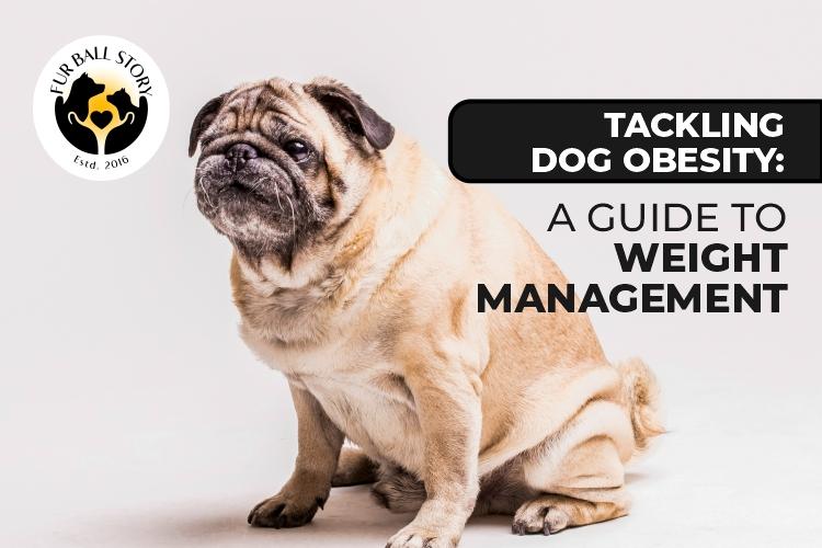Tackling Dog Obesity: A Guide to Weight Management