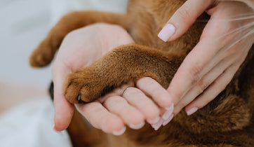 Joint Care Therapy