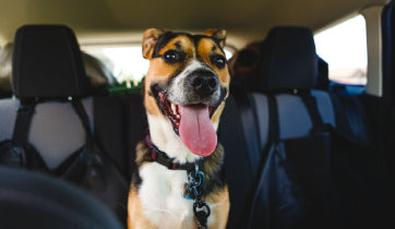 Pet Taxi