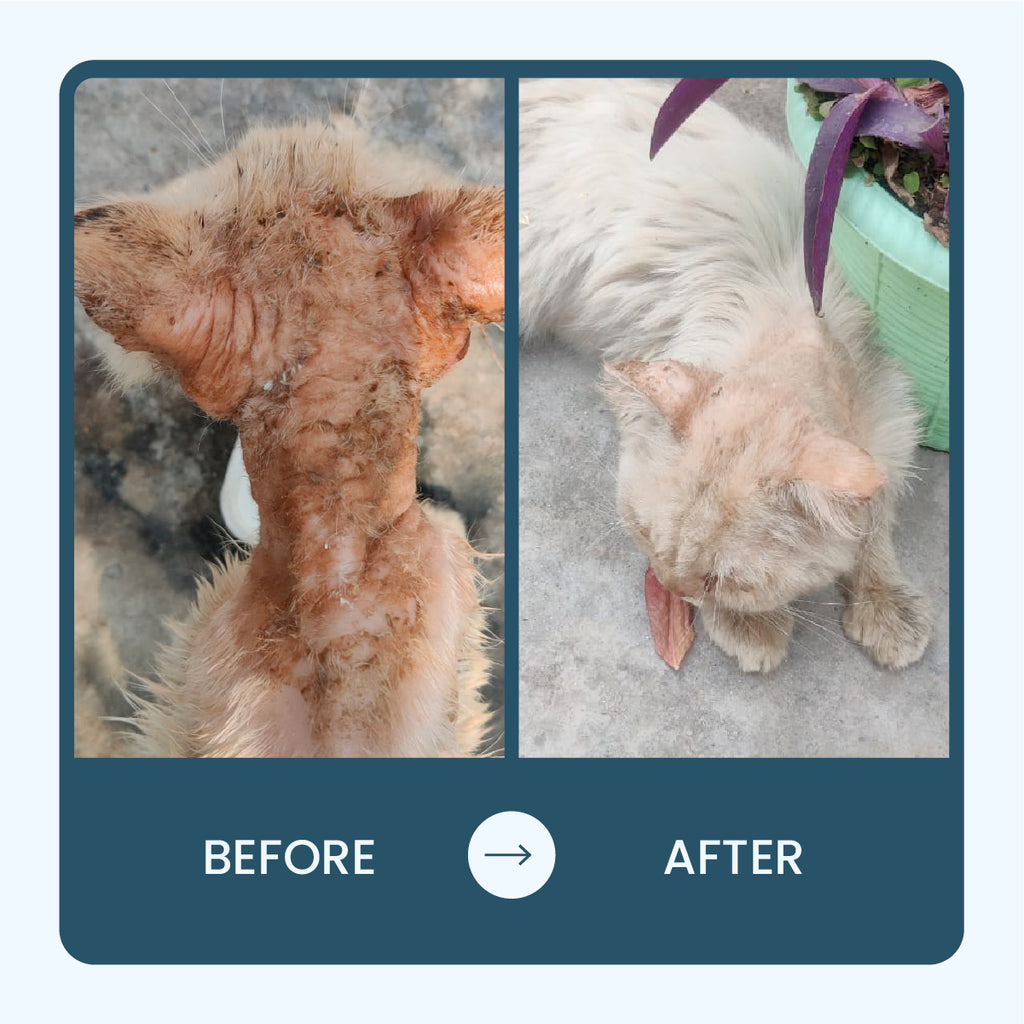 360° Skin Restoration Kit for Pets