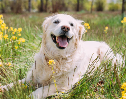 We envision a future where pets live healthier, happier lives, nurtured with safe care and unconditional love.