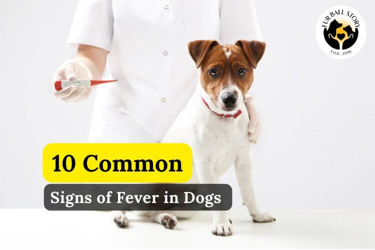 10 Common Signs of Fever in Dogs | Fur Ball Story