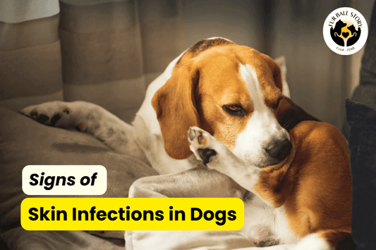 Signs of Skin Infections in Dogs