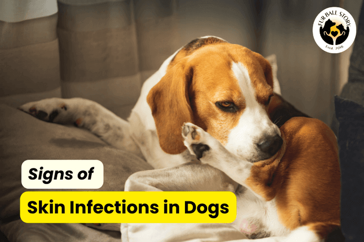 Signs of Skin Infections in Dogs