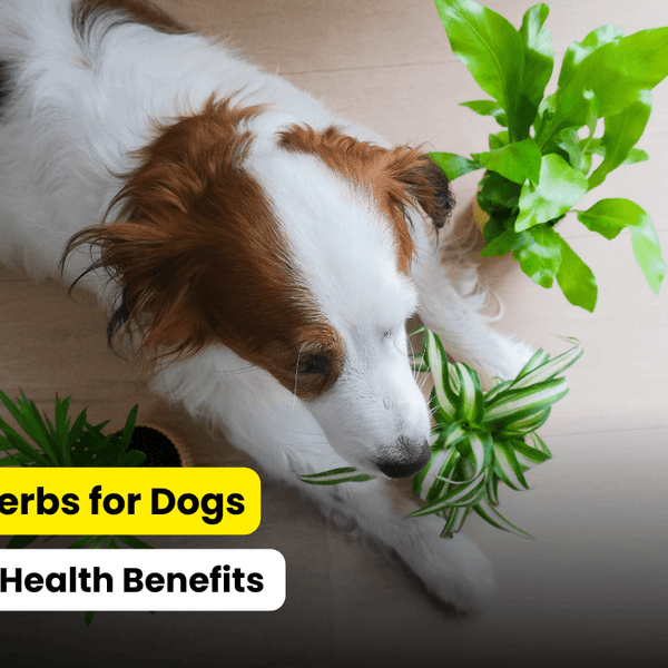 natural supplement to increase dog's appetite