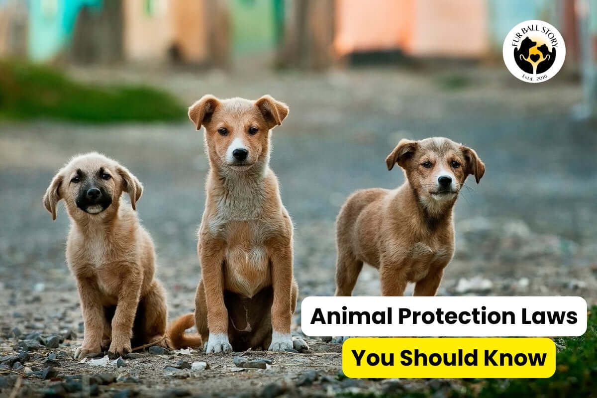 Animal Protection Laws in India You Must Know – Guide to Animal Rights and Welfare