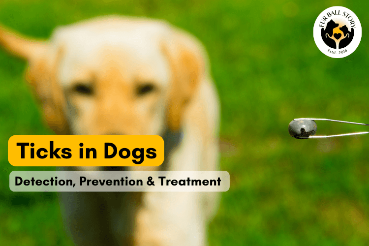 Ticks in Dogs: Detection, Prevention and Treatment