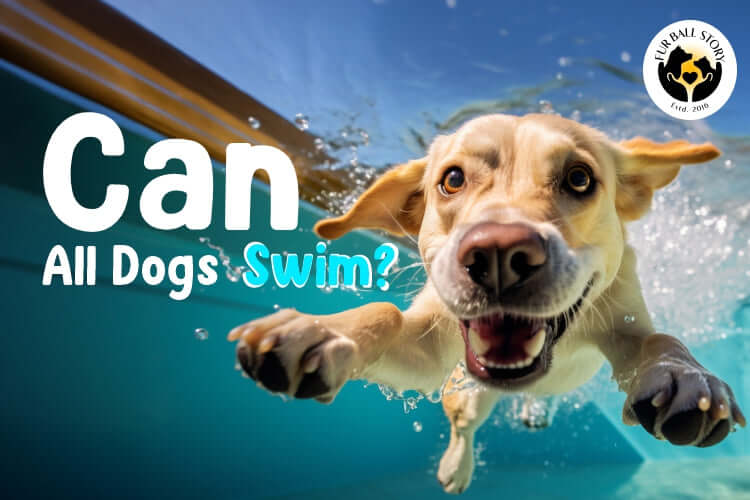 Can All Dogs Swim?