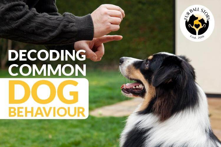 Common Dog behaviour