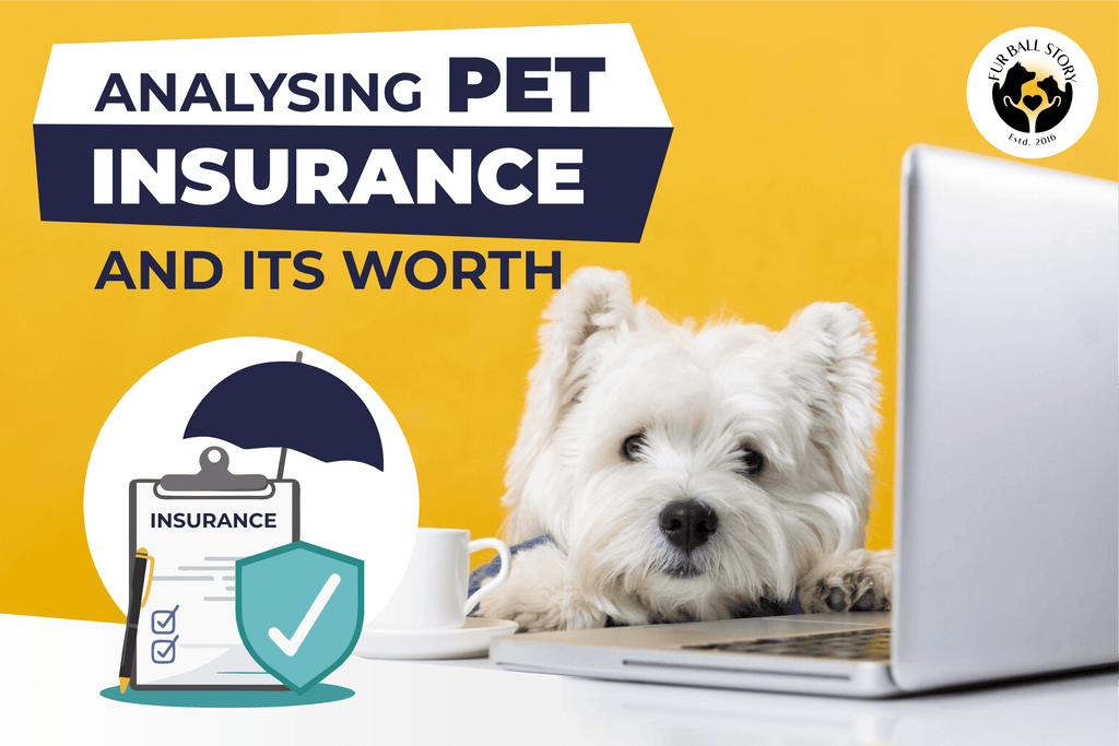 Pet Insurance for Elderly Dogs: Essential Coverage Guide