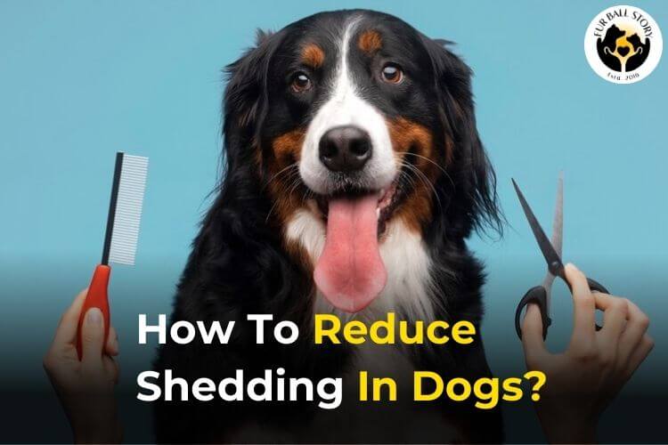 How To Reduce Shedding In Dogs?