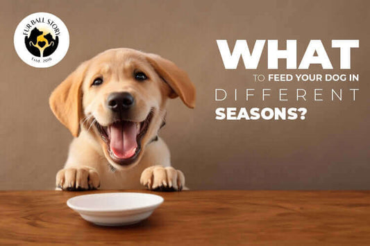 What to Feed Your Dog in Different Seasons?