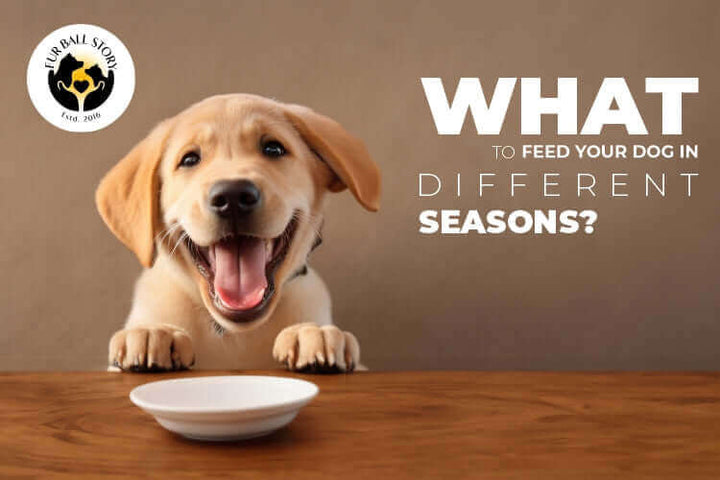 What to Feed Your Dog in Different Seasons?