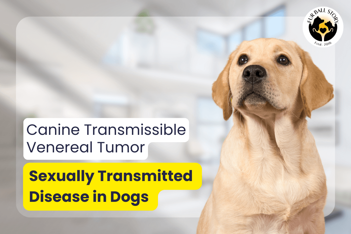 Canine Transmissible Venereal Tumor: A Sexually Transmitted Disease in Dogs