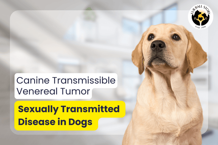 Canine Transmissible Venereal Tumor: A Sexually Transmitted Disease in Dogs