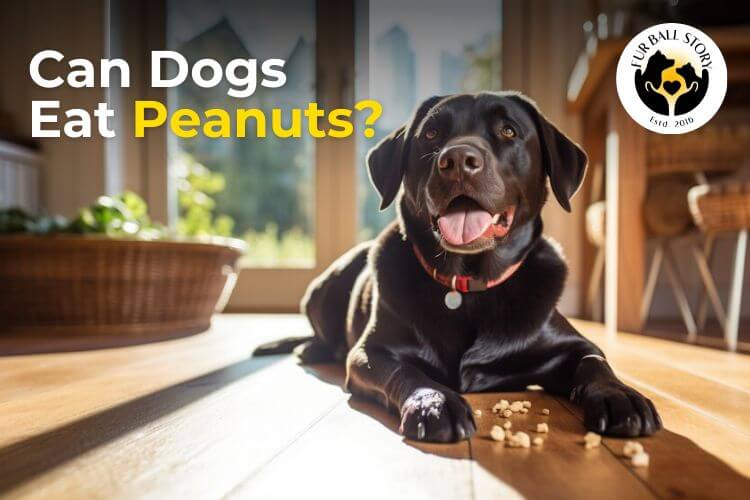 Can Dogs Eat Peanuts?