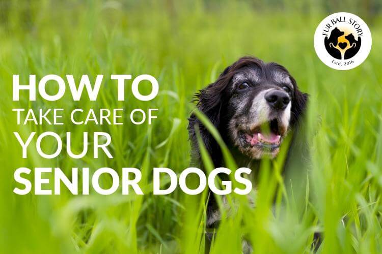 How To Take Care Of Your Senior Dogs?