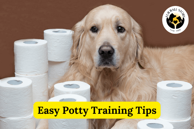 Potty Training Dogs: Easy Tips to Make your Pet Parenting Journey Smooth