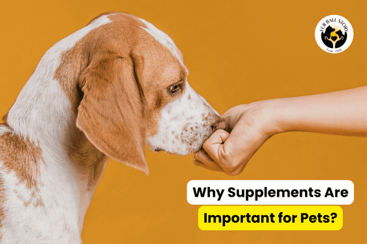 Importance of Supplements for Dogs and Cats