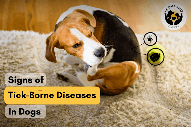 Signs of Tick-Borne Diseases in Dogs