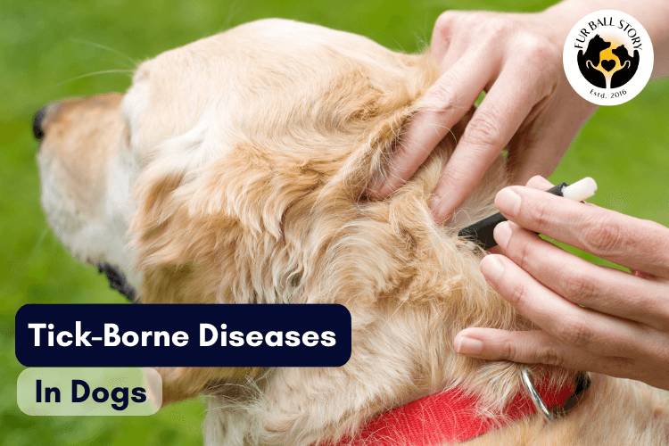 5 Common Tick-Borne Diseases in Dogs