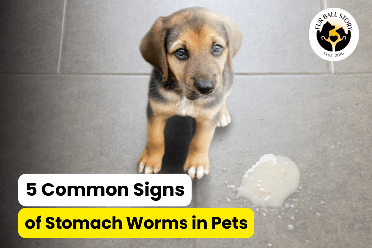 5 Common Signs of Stomach Worms in Pets