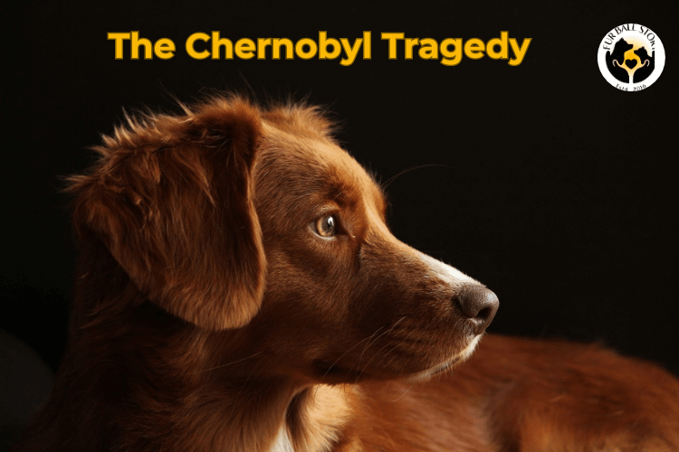 Radioactive Dogs of Chernobyl Disaster 1986