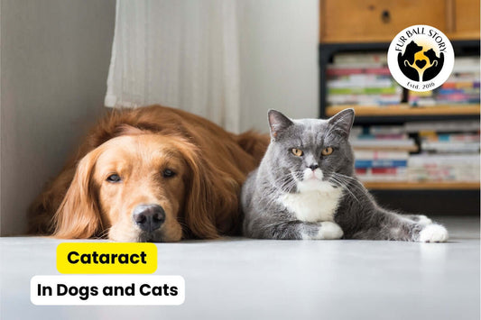 Understanding Cataract in Dogs and Cats