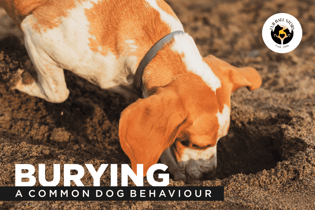 Why Do Dogs Bury Things?