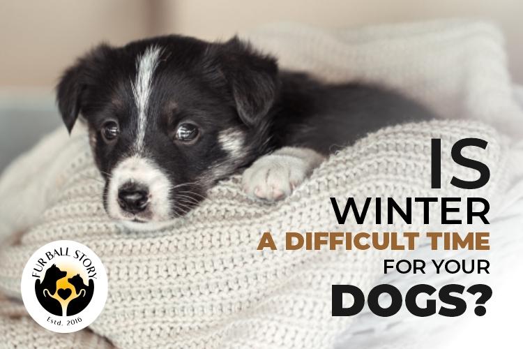Is winter difficult for dogs