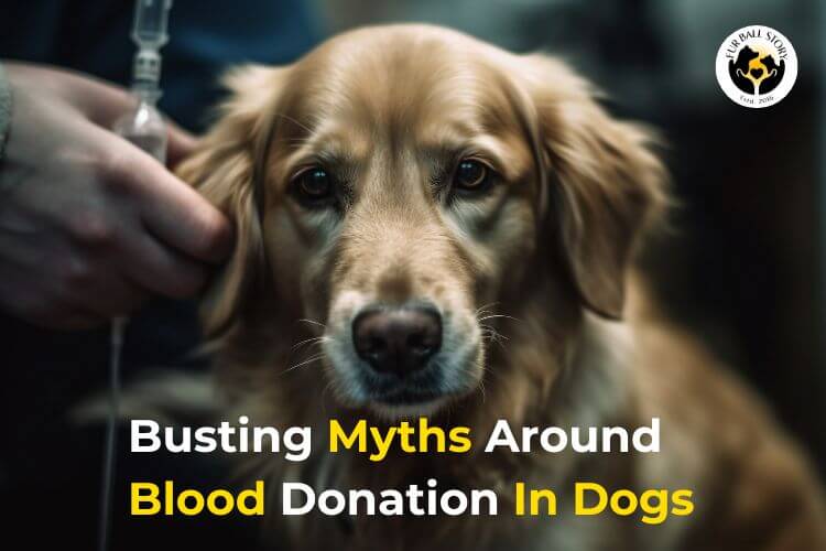 Busting Myths Around Blood Donation In Dogs