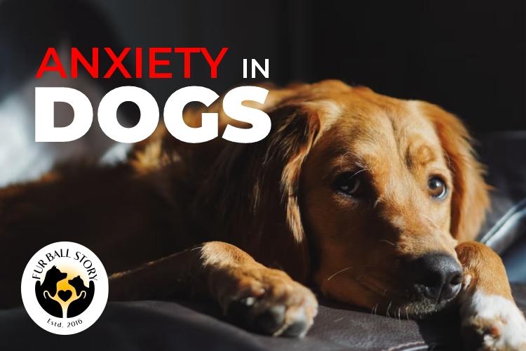 anxiety in dogs