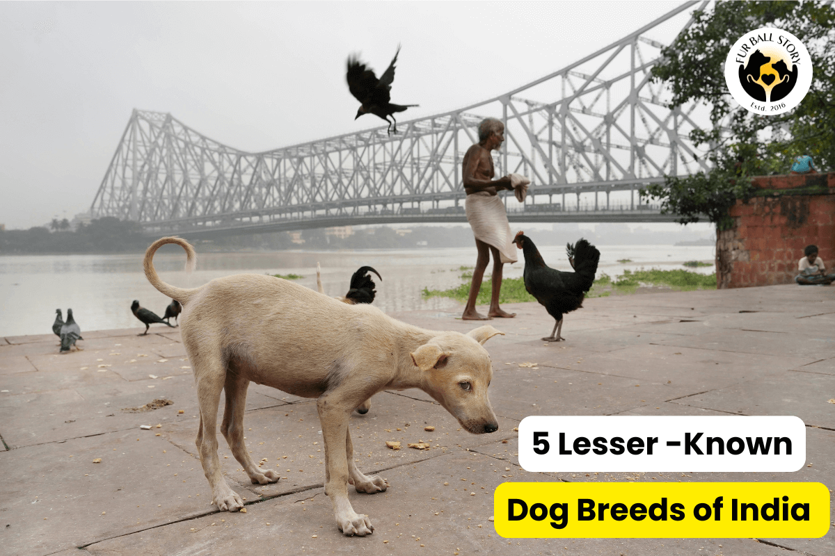 5 Lesser-Known Dog Breeds in India