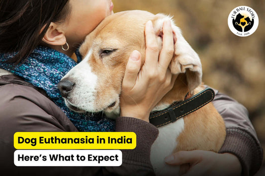 Dog Euthanasia in India: Here’s What to Expect