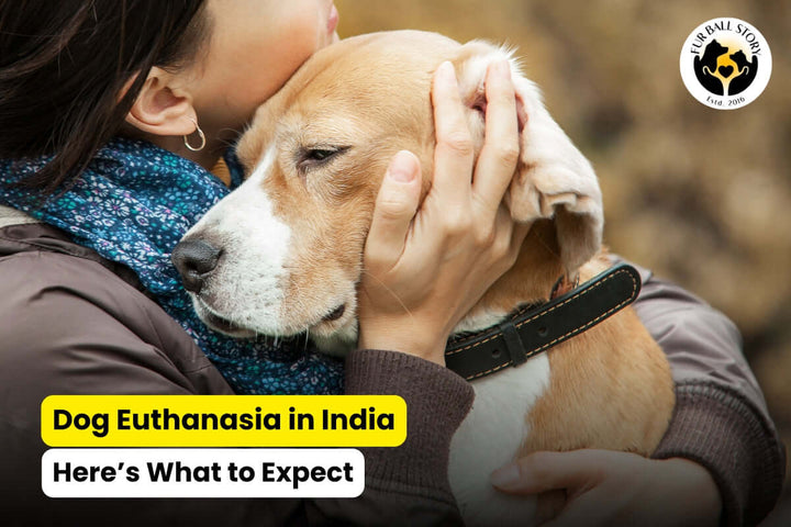 Dog Euthanasia in India: Here’s What to Expect
