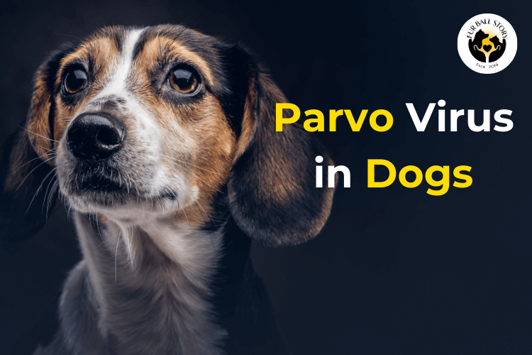 Parvovirus in Dogs: Transmission & Prevention 