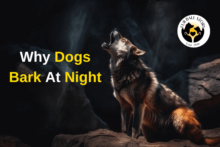 5 Reasons Why Dogs Bark At Night