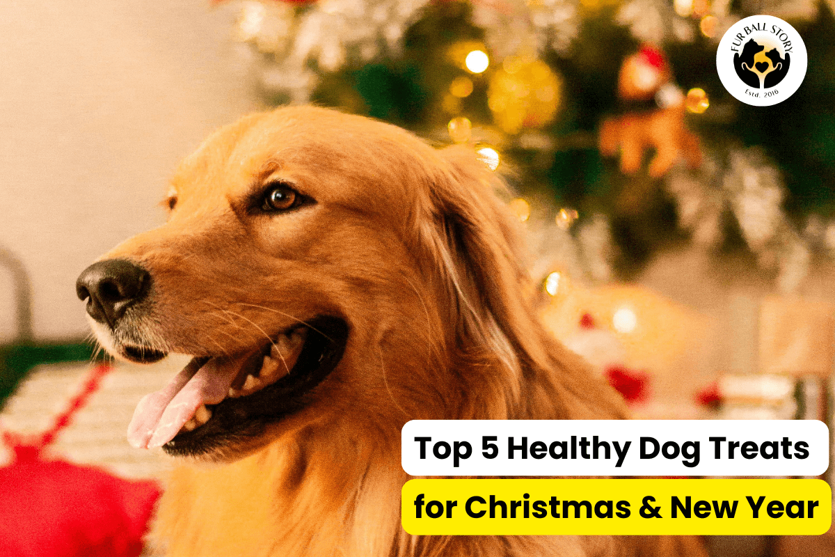 Top 5 Healthy Homemade Dog Treats for Diwali 2024