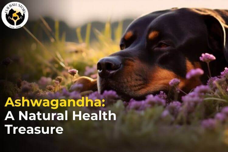 Ashwagandha: A Natural Health Treasure