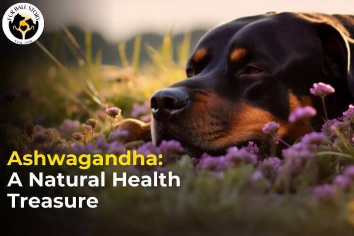Ashwagandha: A Natural Health Treasure
