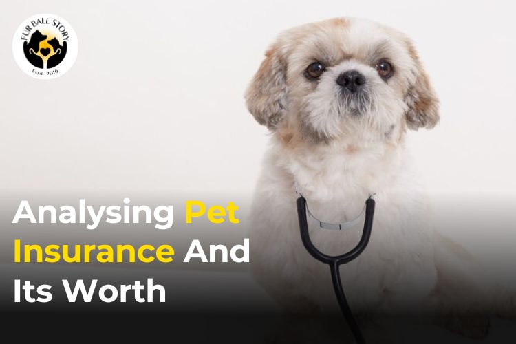 Analysing Pet Insurance and Its Worth