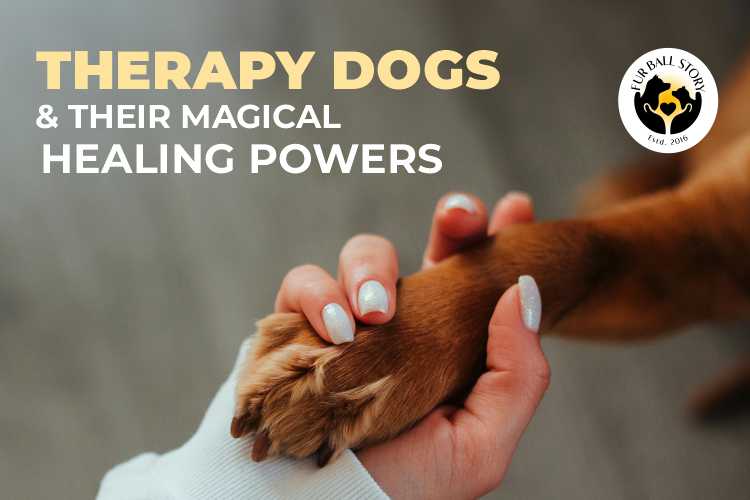 Therapy Dogs and Their Magical Healing Powers