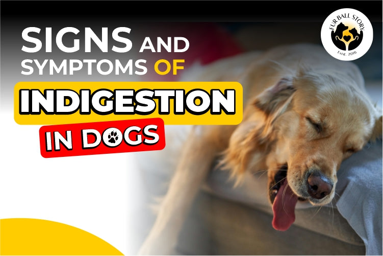 Signs and Symptoms of Indigestion in Dogs