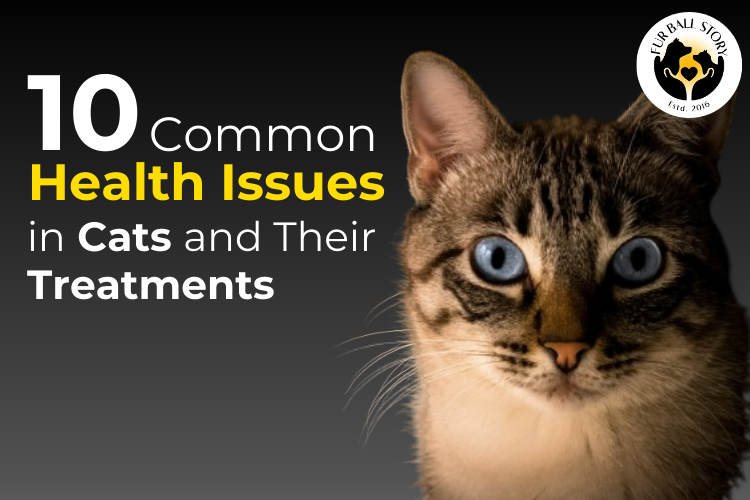 10 Common Health Issues in Cats and Their Treatments 