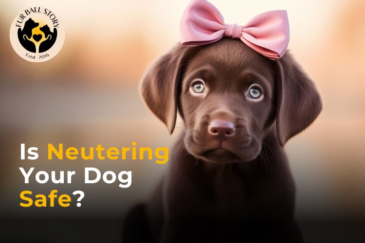 Is neutering your dog safe