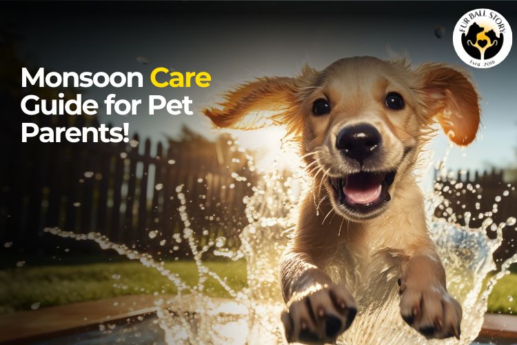 Monsoon care guide for pet parents