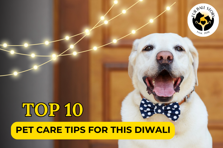 Top 10 Diwali Pet Care Tips