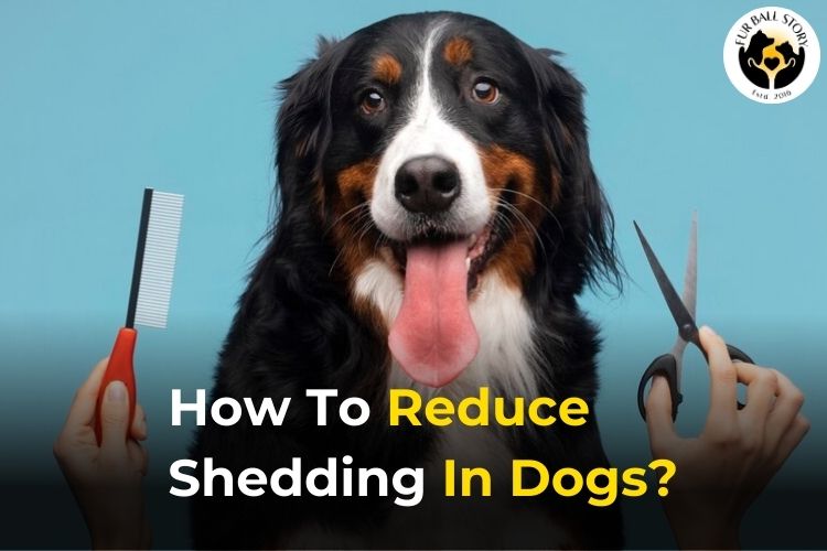 How To Reduce Shedding In Dogs?