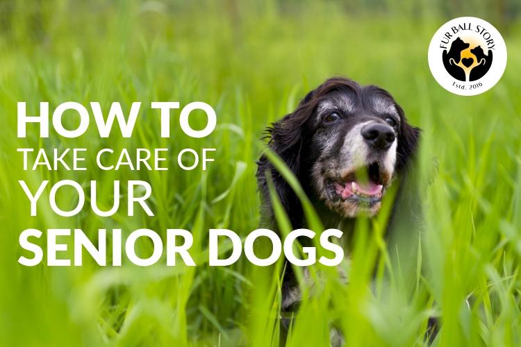 How to take care of senior doggs