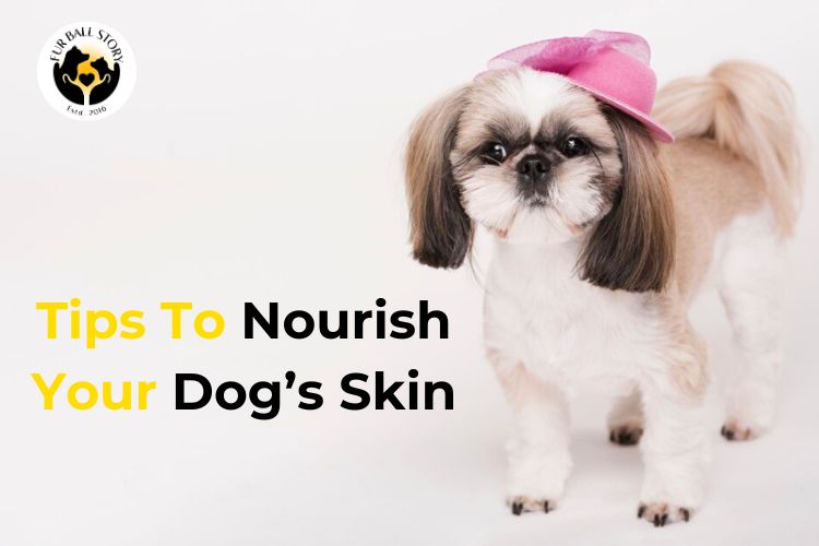 Tips to nourish dogs skin